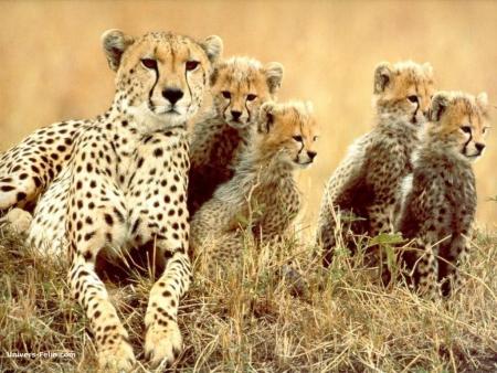 felins